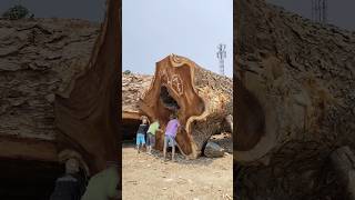 shock the world  giant big wood in bandsaw in sawmill sawing bigwood giantwood sawmill sawing [upl. by Brandi]