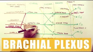 BRACHIAL PLEXUS  Anatomy Tutorial [upl. by Alliscirp894]