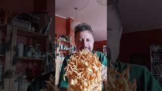 Italian 🇮🇹 Cordyceps militaris new strain mushroom rice medicinal exotic farming regenerative [upl. by Einafpets]