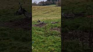 Mosss first trip out solo rabbiting ferreting hunting lurcher lurcherpup [upl. by Yoko]