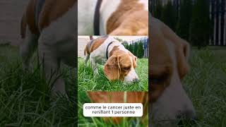 5 Faits Incroyables Que Tu Ignorais sur les Chiens [upl. by Poyssick]