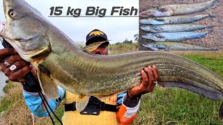 Big Fish Wallago Attu catfish  Big pathan Fish Video  Back to back Fishing Wallago  Fish Video [upl. by Deina]