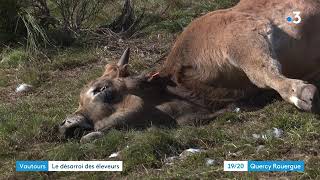 AVEYRON  Vautours  le désarroi des éleveurs sur l’Aubrac [upl. by Yesdnyl210]