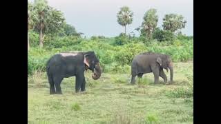 white wild elephant Malaiyan7478 wildelephants whiteelephant wildlife animals elephant [upl. by Ravid]