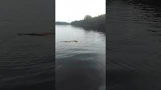 perezoso nadando en la laguna principal Parque Nacional de Tortuguero [upl. by Anitac]