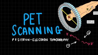 PositronElectron Tomography PET Scan  Medical Physics  A Levels  New Syllabus [upl. by Akili]