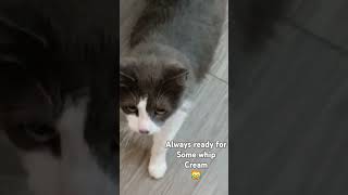 Here comes the boy hello boy welcome there is is Lol 🐈‍⬛ cats furbaby [upl. by Angy219]