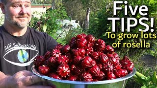 5 Tips How to Grow a Ton of Rosella in One Raised Garden Bed [upl. by Emilio]