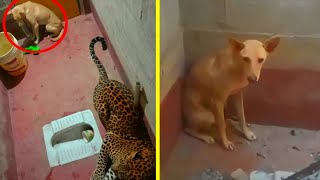 CÂMERA REGISTRA momento TENSO em que CACHORRO fica PRESO com um LEOPARDO em BANHEIRO [upl. by Rennerb]