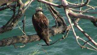 Eastern Osprey Pandion cristatus  Fischadler 1 [upl. by Cida115]