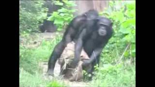 Synchronized Walking Chimps At St Louis Zoo [upl. by Gert890]