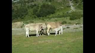 TERNERO AMAMANTANDO CRIA DE VACA TOMANDO LECHE MATERNAL ORDESA [upl. by Isleana]