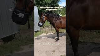 Who else has a horse with lung diseasehorse equestrian subscribe copd cob inhaler flexineb [upl. by Ap]