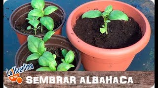 Como Germinar Y Sembrar Albahaca En Casa  La Huertina De Toni [upl. by Atiekal]