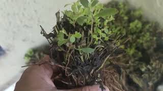 Stevia Saplings for Commercial Cultivation [upl. by Aniad233]