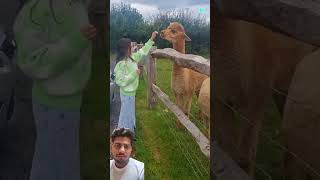 Alpaca alpaca am amazingfacts factsinhindi knowledgable intrestinginformation [upl. by Colbert836]