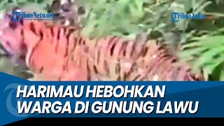 HEBOH VIDEO PENAMPAKAN HARIMAU Gegerkan Warga di Gunung Lawu [upl. by Gorton]