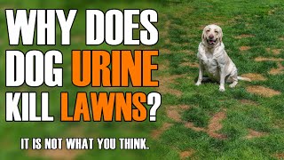 Why Does Dog Urine Kill Lawns [upl. by Sabra]