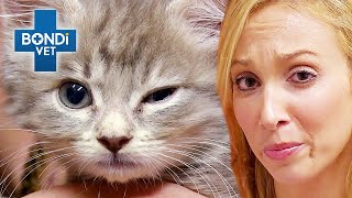 Orphaned Kitten Needs A Miracle 😿  Bondi Vet Clips  Bondi Vet [upl. by Bernardina877]