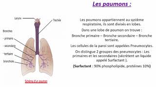 Physiologie de la Respiration [upl. by Ailemrac]