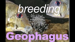 GEOPHAGUS winemilleri  BREEDING eartheater cichlids in the aquarium [upl. by Whitson]