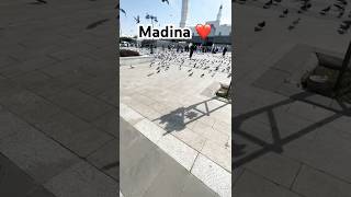 Why madina is spacial ❤️ youtube shorts shortsvideo [upl. by Ardnod]