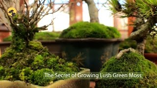 How to make bonsai tree moss green and lush  bonsai moss growing techniques [upl. by Eniamrehc]