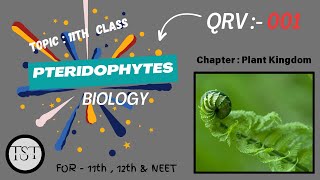 QRV  001 Pteridophytes ​⁠Thesciencetrio3 [upl. by Tom180]