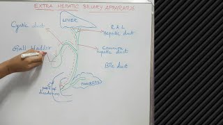 Extra hepatic biliary apparatus  Anatomy  Explanation [upl. by Desirae]