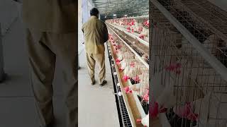 Chicken feed per bird 105grm  short✅ shortvideo feeding poultrybusiness yt [upl. by Ik149]