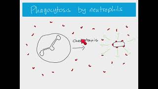 AS Biology  Phagocytosis [upl. by Ahtaela]