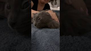 Petting my cat nebelung catsoftiktok harder each time pet petsoftiktok foryou foryoupage [upl. by Ardnasyl123]