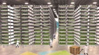 Taking food to new heights Inside a vertical farm [upl. by Mcgean644]