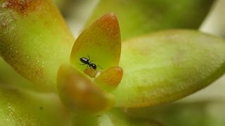 Mealybug SOS  Ants on your Plants Might mean MealybugsLets fix that STAT [upl. by Kerad]