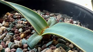 Welwitschia mirabilis [upl. by Helge]