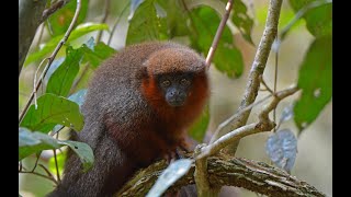 Dusky Titi monkeys Peru [upl. by Sral]