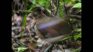 Rufousvented Ground Cuckoo [upl. by Ydnim467]