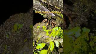 Encounter with an OrangeKneed Tarantula in Monteverde Cloud Forest costarica shorts [upl. by Arihat]