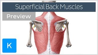 Superficial back muscles preview  Human Anatomy  Kenhub [upl. by Tresa]