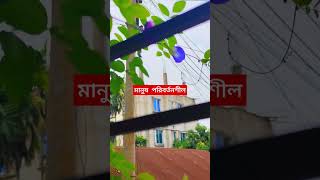 মানুষ viralvideo nature youtube youtubeshorts shortsvideo shorts video RakibHossainvlogs [upl. by Gagliano836]