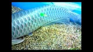 Jardini Pearl Arowana from Above [upl. by Kellie]