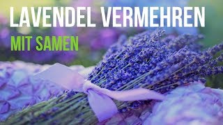 ► Anleitung Lavendel mit Samen vermehren [upl. by Tavey]