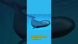 Bowhead Whale The Arctic Giant You Didnt Know About bowheadwhale whales sealife [upl. by Eittam]