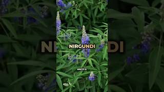 NIRGUNDI A herb for healthy hair amp scalp 💫 healthyhair healthyscalp shortsvideo ayurved [upl. by Ayalahs226]