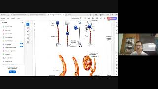 Anatomy and physiology of Locomotor System Part 3 especially Nervous System tissue Dt 41024 [upl. by Gretel783]