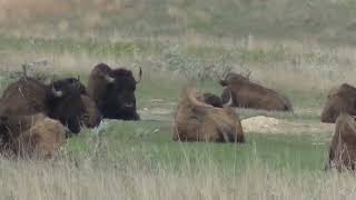 A whole lot of bison At the Theodore Roosevelt National grassland park [upl. by Laekcim]