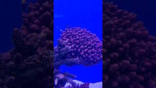 Playful Clown fish in aquarium [upl. by Neitsirk172]