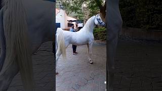 Horse video [upl. by Littman898]