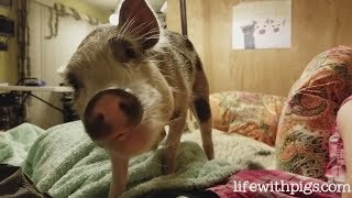 Could You Sleep Through This Insanely Loud Piglet [upl. by Nitsoj]