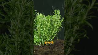 amazing health benefits of rosemary facts shorts [upl. by Sema]